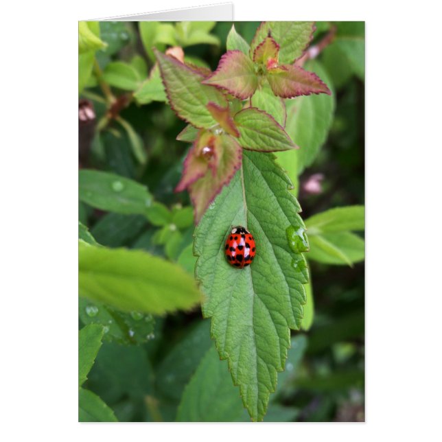 ladybug on leaf (Front)