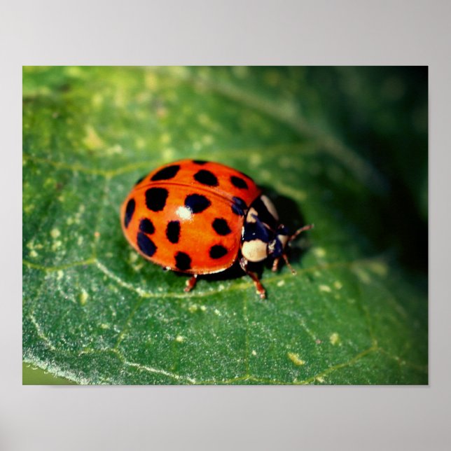 Ladybug On Leaf Close Up Poster (Front)