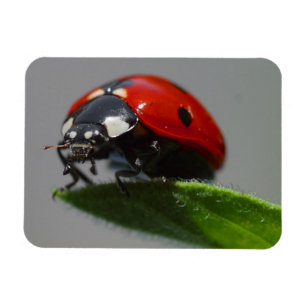 Ladybug on Leaf Magnet