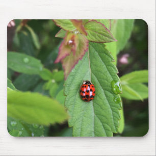 ladybug on leaf mouse pad