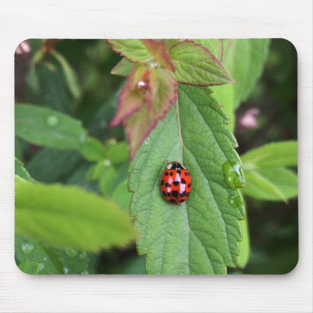 ladybug on leaf mouse pad (Front)