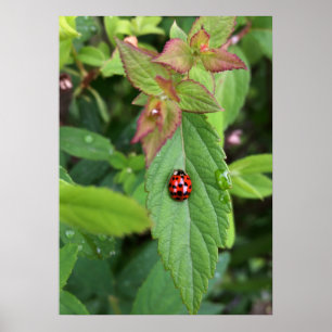 ladybug on leaf poster