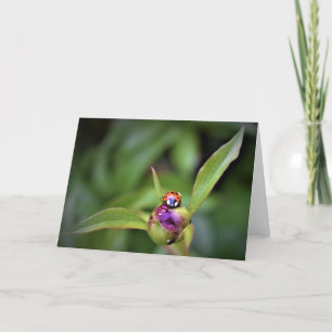 Ladybug On Peony, card