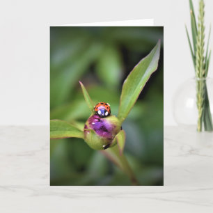 Ladybug On Peony, card