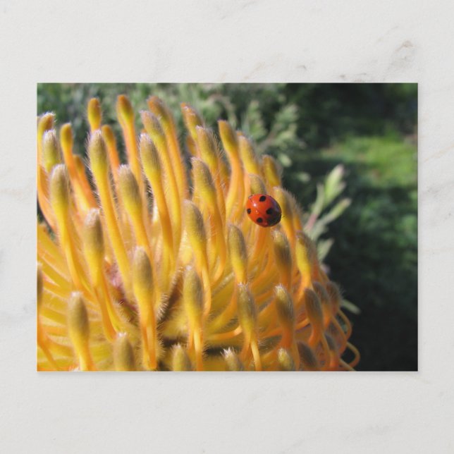 Ladybug on Pincusion Protea Postcard (Front)