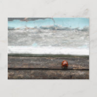 Ladybug on Rustic wood window