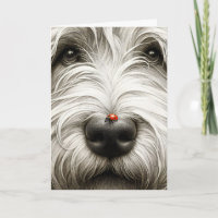 Ladybug On Shaggy Dog's Nose