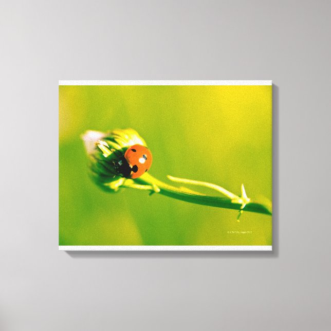 Ladybug on sprig canvas print (Front)