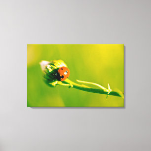 Ladybug on sprig canvas print