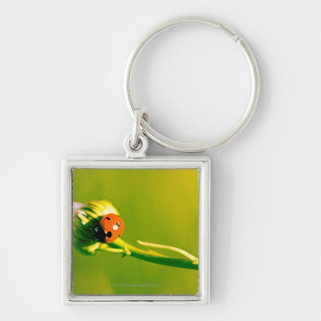 Ladybug on sprig key ring (Front)
