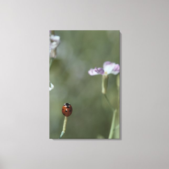 Ladybug on Stem Canvas Print (Front)