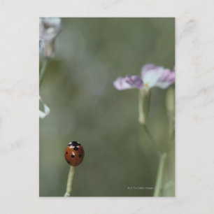 Ladybug on Stem Postcard