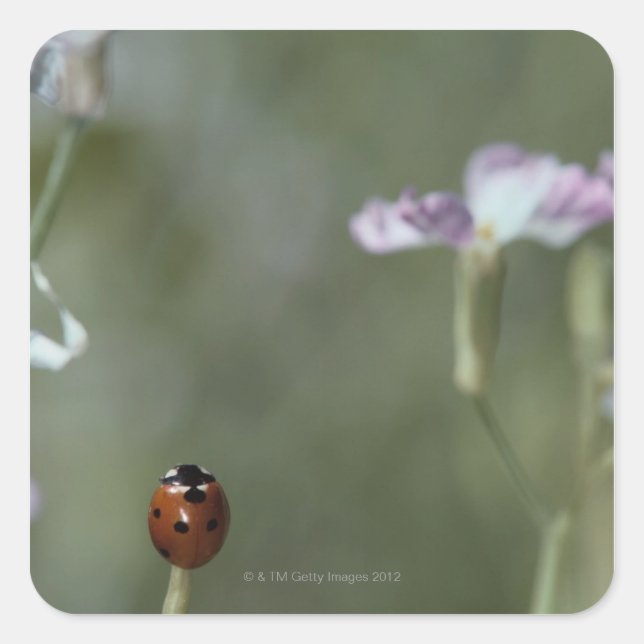 Ladybug on Stem Square Sticker (Front)