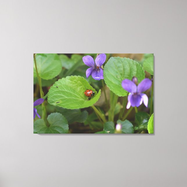 Ladybug on Sweet Violet Flowers Canvas Print (Front)