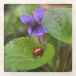 Ladybug on Sweet Violet Flowers Glass Coaster
