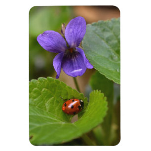 Ladybug on Sweet Violet Flowers Magnet
