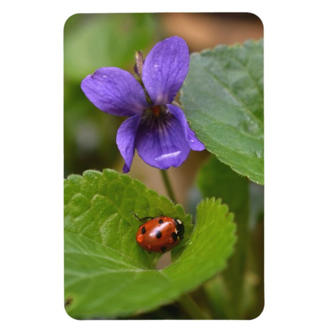 Ladybug on Sweet Violet Flowers Magnet (Vertical)