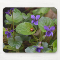 Ladybug on Sweet Violet Flowers