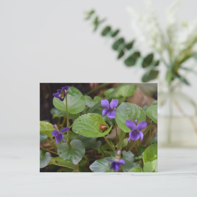 Ladybug on Sweet Violet Flowers Postcard (Standing Front)