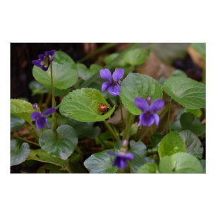 Ladybug on Sweet Violet Flowers Poster