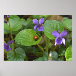 Ladybug on Sweet Violet Flowers Poster