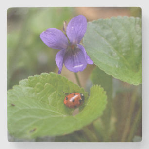 Ladybug on Sweet Violet Flowers Stone Coaster