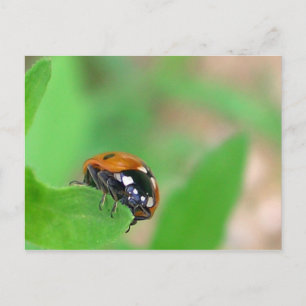 Ladybug on the edge postcard