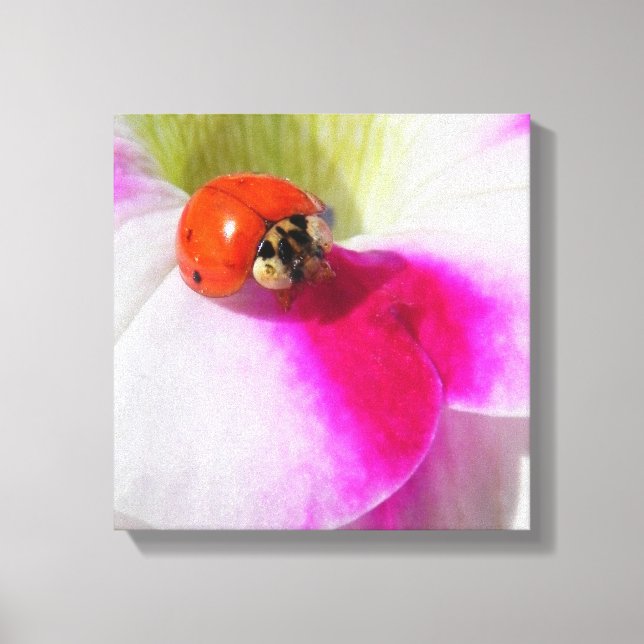 Ladybug on the petunia canvas print (Front)