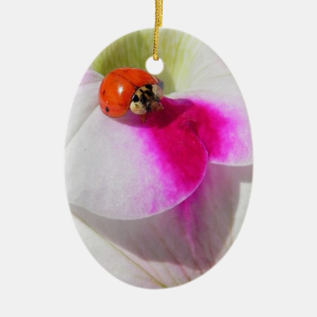 Ladybug on the petunia - ornament (Front)