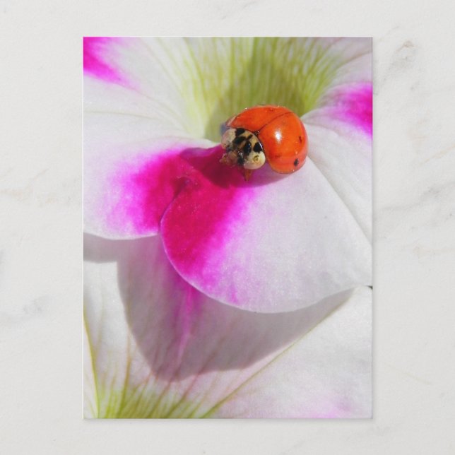 Ladybug on the petunia postcard (Front)