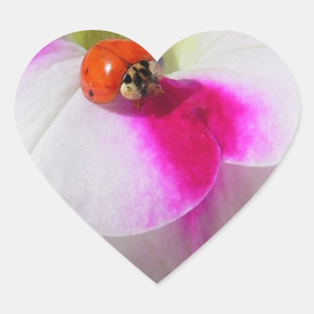Ladybug on the petunia Sticker (Front)