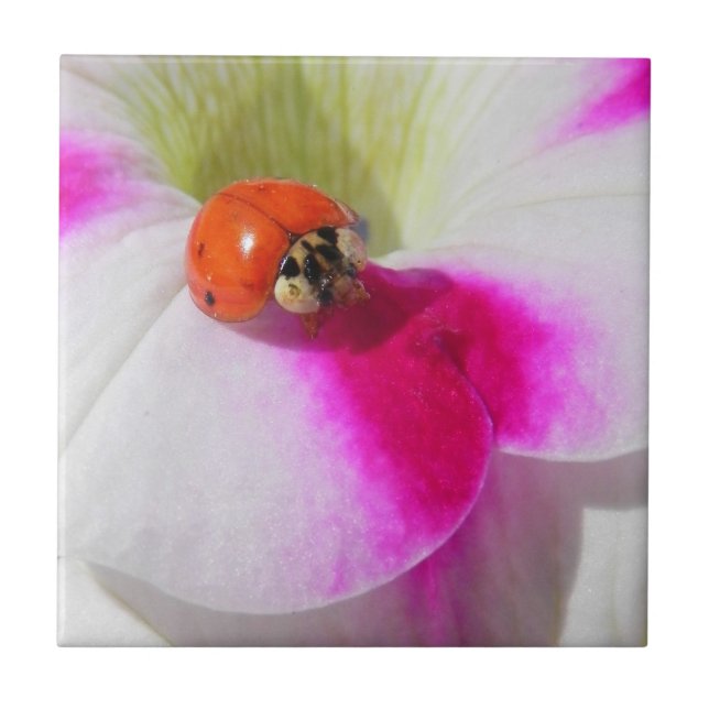 Ladybug on the petunia - Tile (Front)