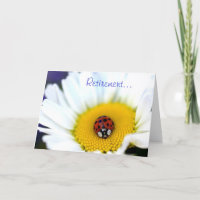 Ladybug on White Daisy
