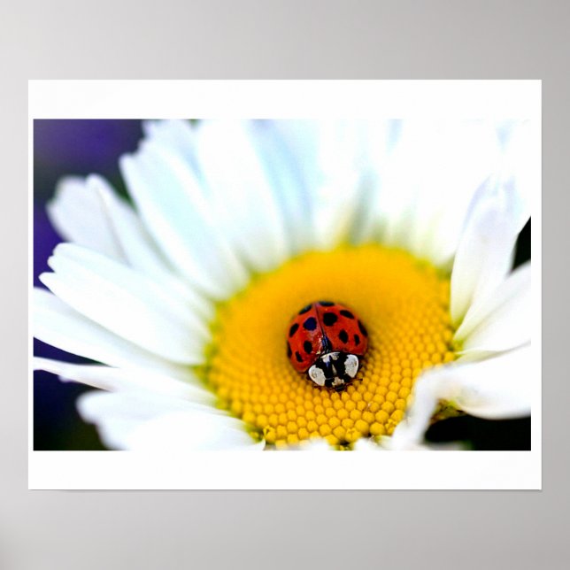 Ladybug on White Daisy Poster (Front)