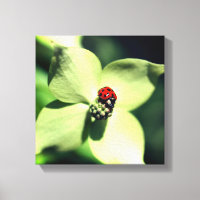 Ladybug On White Dogwood Flower Close Up