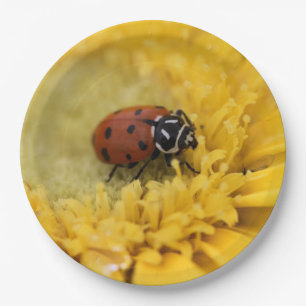 Ladybug paper plate