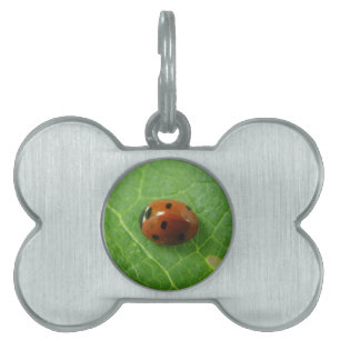 Ladybug Pet Tag