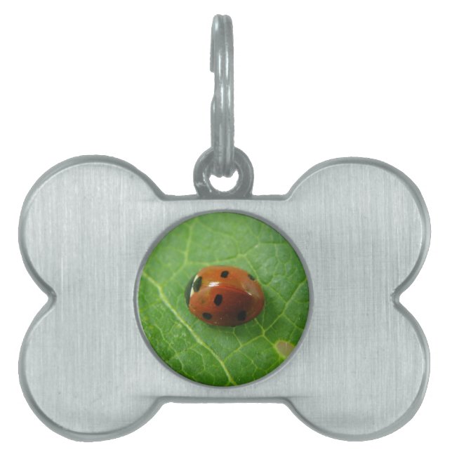 Ladybug Pet Tag (Front)