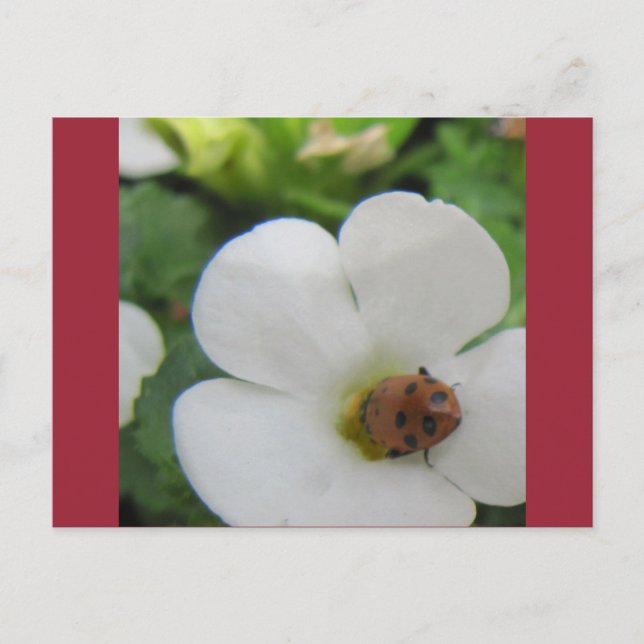 Ladybug Postcard (Front)