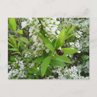 Ladybug Postcard