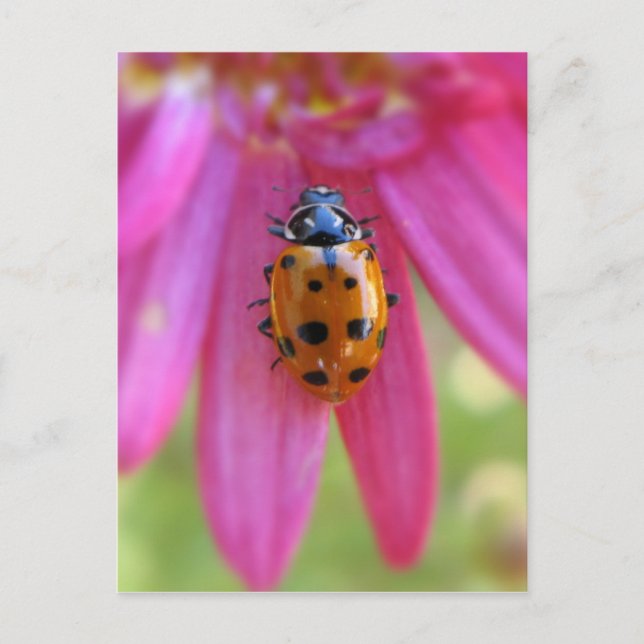 Ladybug Postcard (Front)