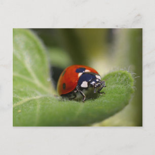 Ladybug Postcard