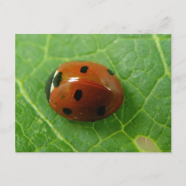 Ladybug Postcard (Front)