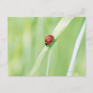 Ladybug Postcard