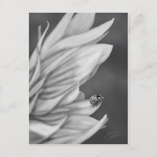 Ladybug Postcard