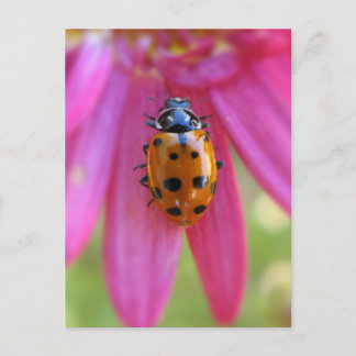 Ladybug Postcard
