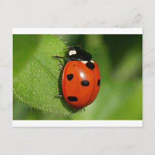 Ladybug Postcard