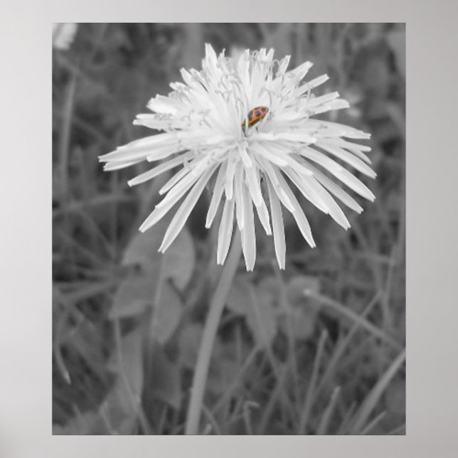 LadyBug Poster (Front)