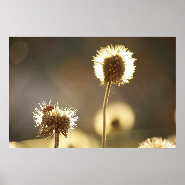 Ladybug Poster (Front)