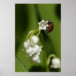 Ladybug Poster